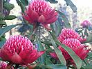 Click to display a larger image of these waratahs
